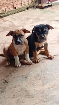 Vende se 2 filhotes  femeas de pit bull 300 cada 