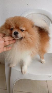 LINDO MACHO LULU DA POMERANIA ABERTO CRUZA
