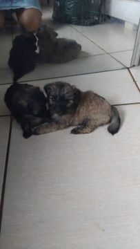 Lhasa apso femea