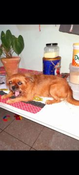 Shih tzu com Yorkshire 