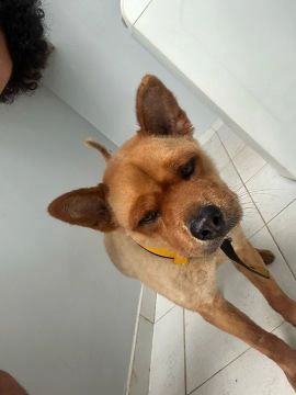 Doação de Chow-Chow