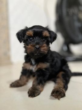 Yorkshire Terrier filhote 