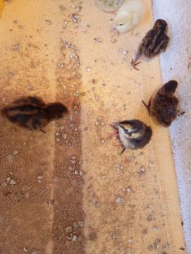 Pintinhos de codorna Gigante para venda