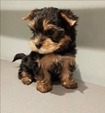 Yorkshire Terrier - Pequeno no Tamanho, Gigante no Amor!
