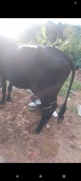 Vendo duas vacas uma amojada  e outra parida de bezerro novo