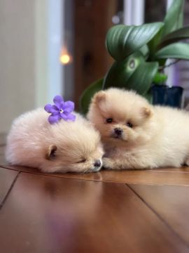 spitz alemão ANÃO (Lulu da pomerania )