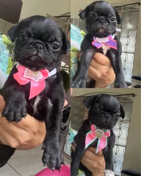 Pug 
