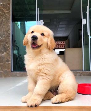 Filhote Golden Retriever - Fofo e Brincalhão