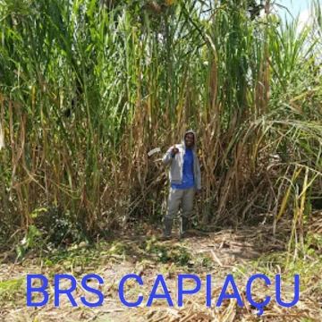 Sementes de Capiaçu BRS