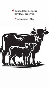 Vendo lotes de vacas, novilhas e bezerros