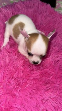 Linda chihuahua Branquinha e Chocolate/Com pedigree 