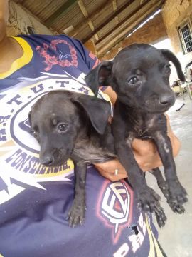 Vendo filhote de Macho.. não faço entrega 