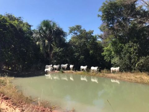 SÍTIO EM CANARANA - MT! ?