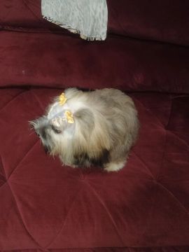 Filhote Shih Tzu Macho 