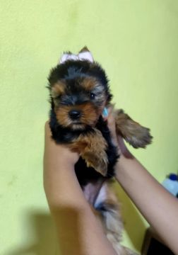 Yorkshire Terrier Fêmea