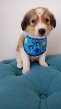 Lindos filhotes de collie 