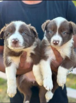 Dois filhotes Border Collie chocolate
