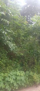 Terreno com área verde em ótima localização