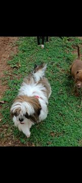 Shih 
