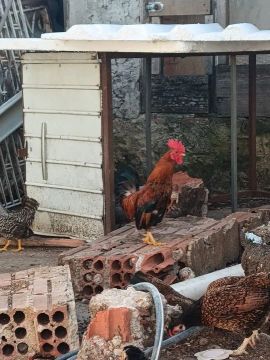 Galinha e Galo para venda