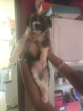 Vende-se Cachorrinho Poodle