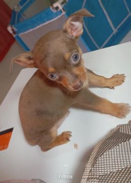 Pinscher macho Chocomerle 