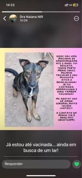 Sou uma cachorrinha muito amorosa 