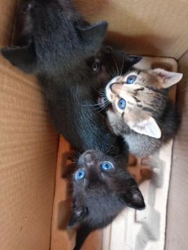 Gatos para adoção 