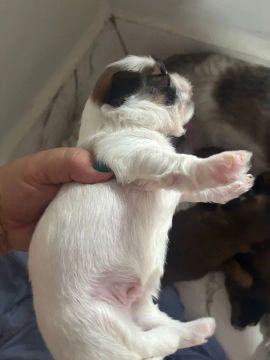 Filhote Shih Tzu -