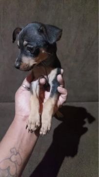 Filhote de Pinscher 