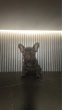 Buldogue Francês
