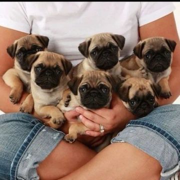 Pug pequeno, divertido e cheio de amor 