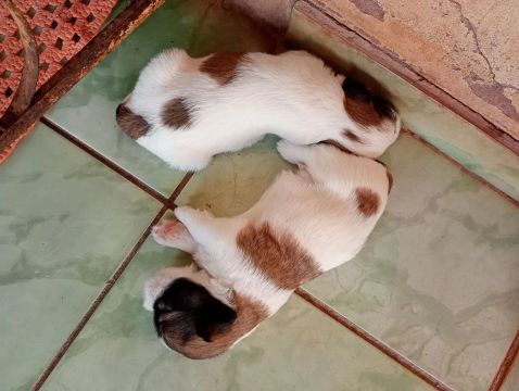 Vendo dois filhotes machos de Shitzu com poodle. *