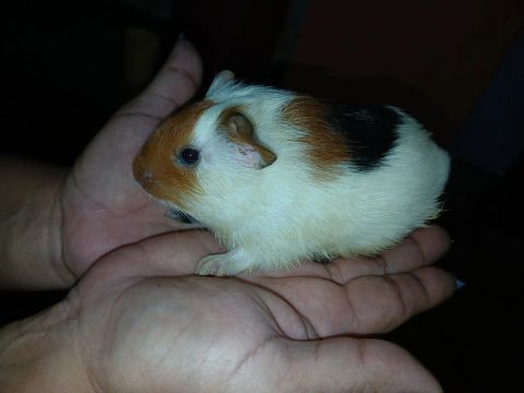 Porquinho da Índia 