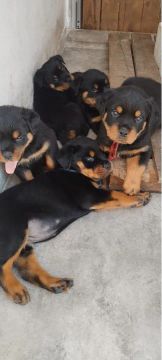 Filhotes top Rottweiler