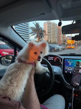 Filhote de Spitz Alemão para adoção