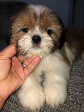 Shih Tzu filhote lindo