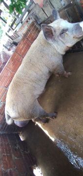Porco duroc raça pura.