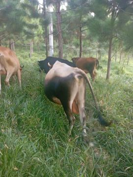 Tourinho Gersey e vaca