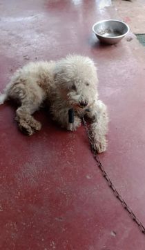 Cachorro branco lindo para adoção