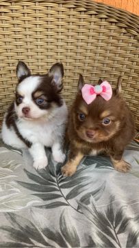 chihuahua chocotan e chocolate com branco 