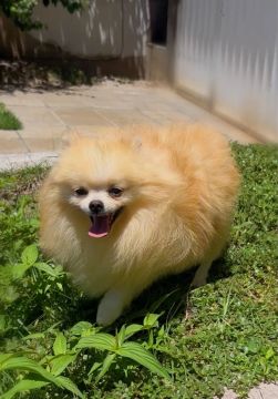 Spitz alemão anão