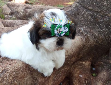 Machinho de shituzu 