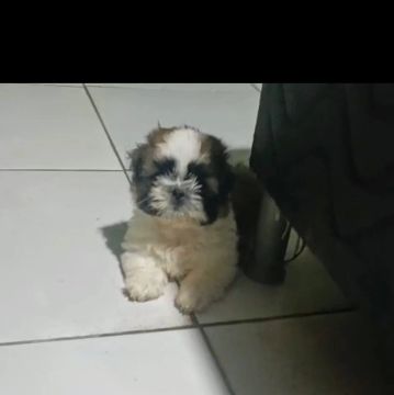 VENDO CACHORRO SHITUZ MACHO 