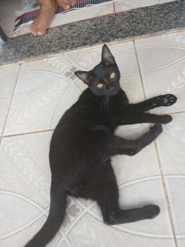 Gato preto lindo para adoção