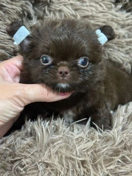 Chihuahua Pêlo Longo- Fofinho e Carinhoso