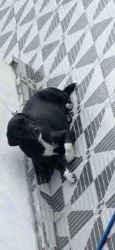 Labrador femea em busca de um namorado