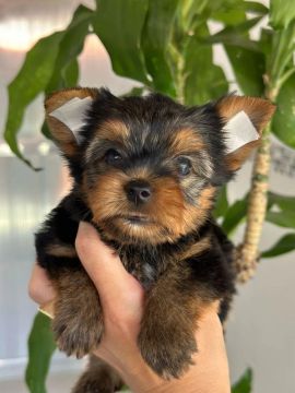 Yorkshire Terrier Filhote Macho Disponível!! 