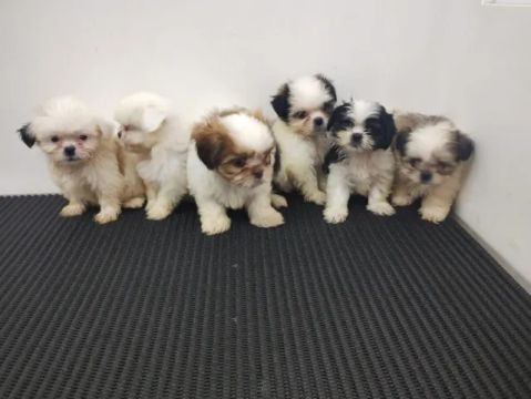 Filhote Shi Tzu / Shitzu Americano - Europeu - 10x sem juros