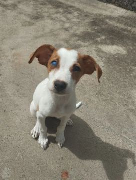 Cachodoacaorro filhote com olhos azuis